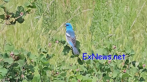 A Middleton Mountain BIRD the Lazuli Bunting