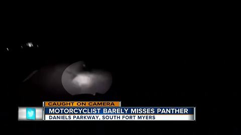 This Motorcyclist Barely Misses A Panther Dashing Across The Highway