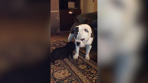 "Unusual Friendship: A Small Black Pig and An English Bulldog Dog"