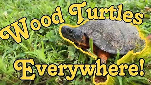 Wood Turtles EVERYWHERE!