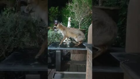 🦊Friendly London urban #fox Ajax just sitting on the table #SHORTS