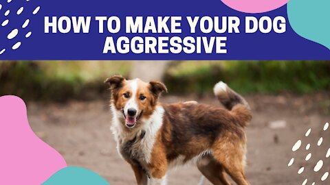 Make Dogs Become Fully Aggressive With Few Simple Tips