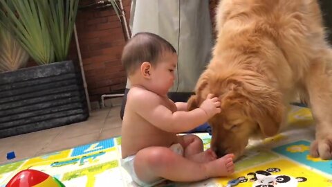 Gentle Golden Retriever preciously entertains little baby