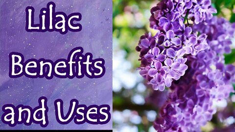 Lilac Benefits and Uses