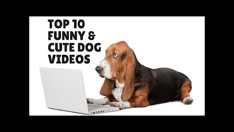 Unexpected Reactions About dog funny videos