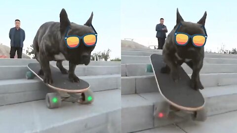 Talented Dog Skateboards Like A Pro And Shows Off Impressive Moves