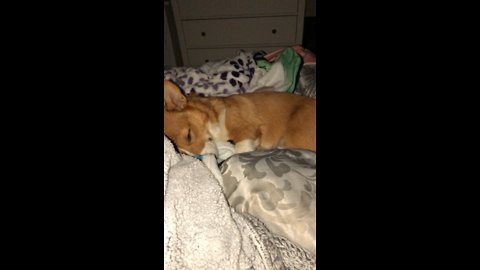 Sleepy Corgis