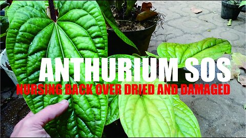 Anthurium Survival Guide: Bringing Back Life to Dried-Out Plants