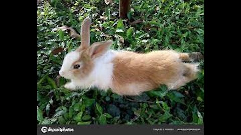 Brown Rabbit Eating Leaves