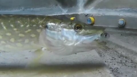 Northern pike (esox lucius) feeding on a live fish