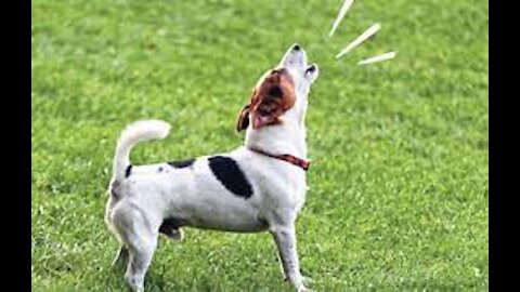 Top Dog barking - Funny