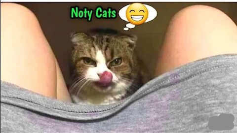 OMG So Cute Cats ❤ Best funny cat videos 2021 to Watch