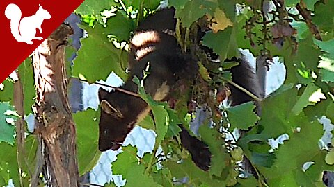 Beech Marten (Martes foina) Eats Grapes