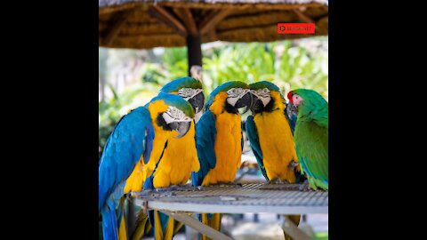 Funny parrot show