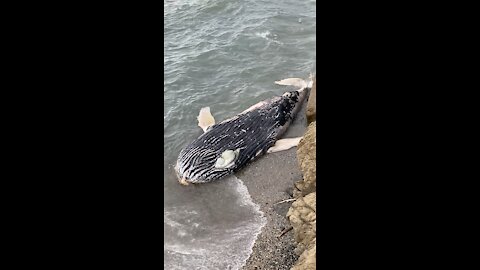 Washed Up Whale - Yabanjindakara