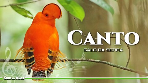 O Canto do GALO DA SERRA - Rupicola rupicola