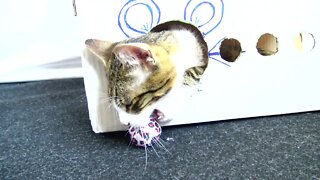 Yawning Kitten Plays with a Ball