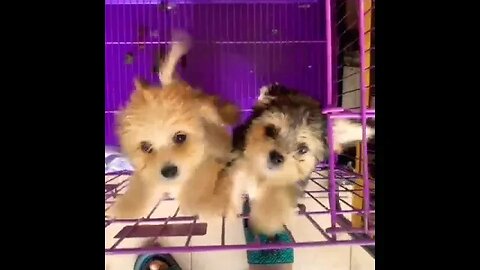 Lhasa Apso Puppies barking||do sound #dog #trending #shorts #ytshort