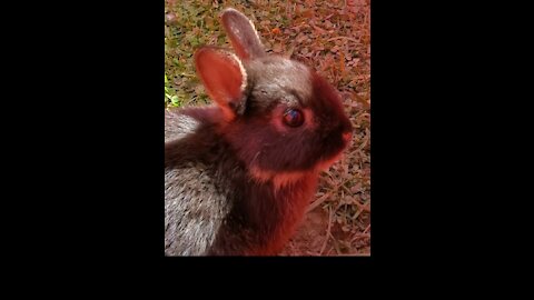 Adorable baby bunnies