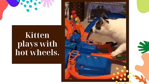 kitten plays with hot wheels.