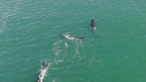 Drone footage of Orca Hunting Porpoise! Full Video!-6