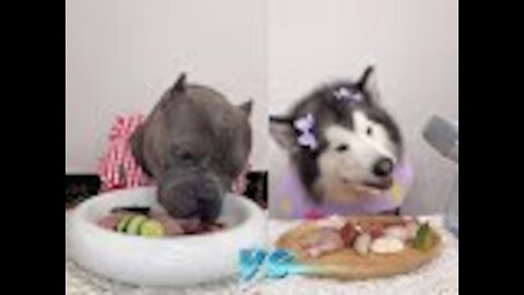 Pitbull VS Husky - ASMR Dog Reviews Raw Beef Meat - dog eating