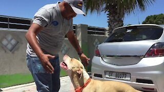 SOUTH AFRICA - Cape Town - Howler, adopted from Animal Welfare Society of South Africa after a 700 day stay. (Video) (BoU)