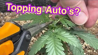 Training autos - Sts vs Colloidal silver - MarsHydro Grow