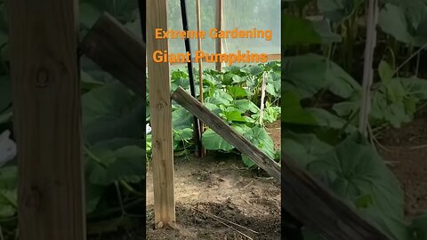 Rainy Pumpkin House #pumpkinleaves #greenhousetour