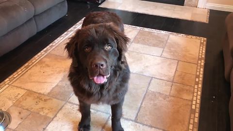 Overzealous pup is proud of his circle trick