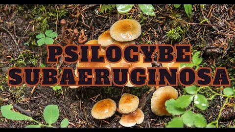 Psilocybe Subaeruginosa Magic Down Under