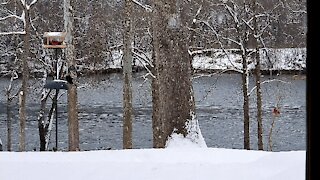 A BUSY SNOWY MORNING AT THE FEEDER