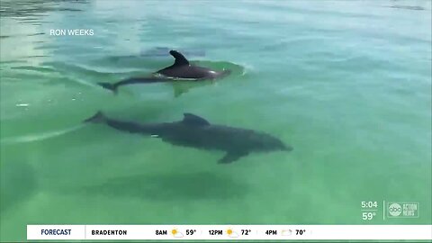 Florida's red tide task force set to deliver new recommendations to state lawmakers