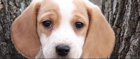 Valley man gets runaround trying to buy puppy