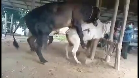 WOW Cow Man Use Traditional Style To Produce The Baby Cow 2021 Part 3