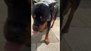 Cute dog goes for a walk #shorts #short #viral #trending #subscribe