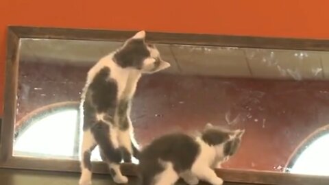 Cute baby Cats vs Mirror #1