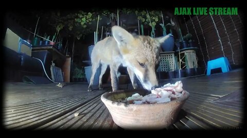 🦊Apple - young vixen fox - warily comes and goes -Amazon Ring unedited LIVESTREAM