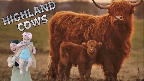 Getting Highland Baby Cows!