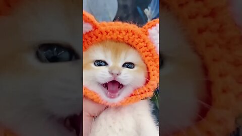 funny cat #catcat #cats #ytshorts #youtubeshorts #vidiq