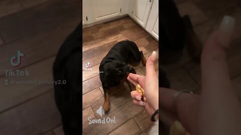 Brooklyn learned a new trick #shortvideo #rottweiler #rottielove #rottweilerdog #rottielife