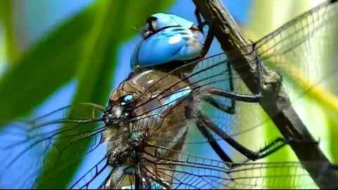 IECV NV #111 - 👀 The Blue Dragonfly Up Close And Personal 6-21-2015