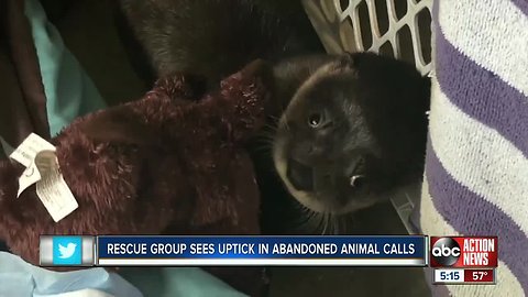 Abandoned baby otters rescued, wildlife rescue warns what to do if you find abandoned baby animals