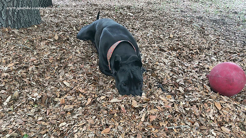 Joyful Great Dane Plays in Pile of Leaves with Jolly Ball Horse Toy