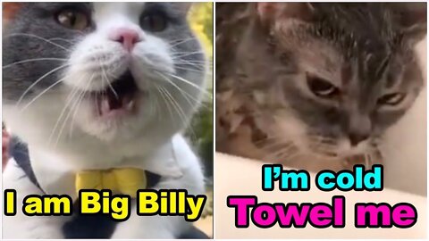 These cats can speak english better than hooman Cats talking!