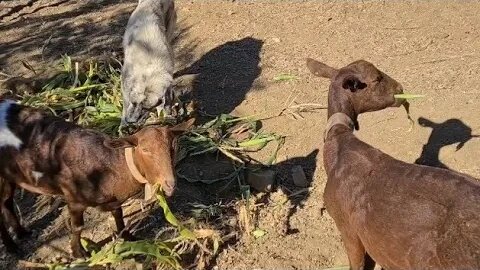 Goats and chickenses breakfast treats.