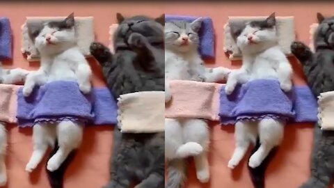 Funny cats sleeping in strange positions