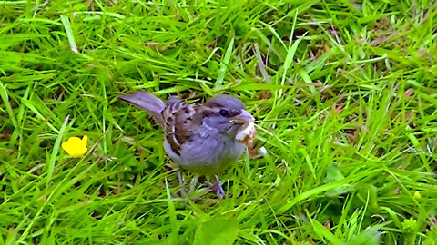 IECV NV #611 - 👀 Young Female House Sparrow Eating Bread 6-4-2018