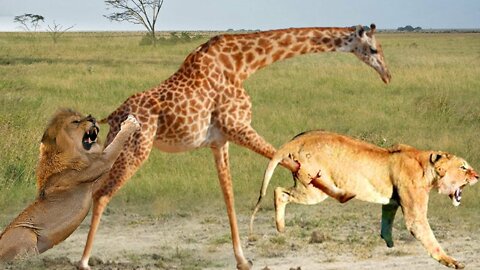 The Kick Broke Lion King's Mouth! Giraffe Uses The Super Technique Attack Lions To Escape But Fail