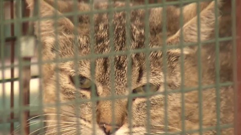 Woman says she was assaulted for trying to feed feral cat